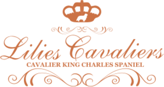Lilies Cavaliers